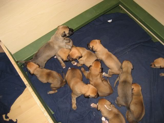 pups3weeksold017.jpg