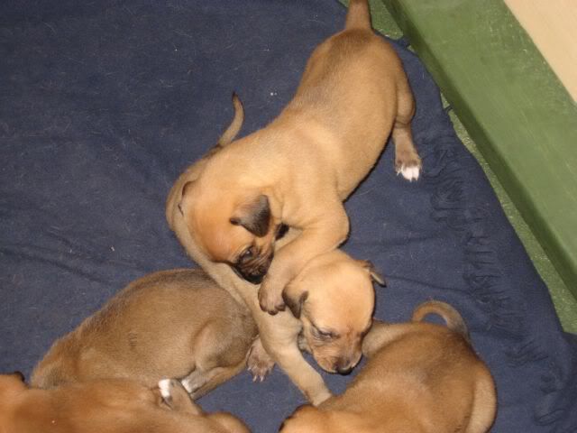 pups3weeksold022.jpg