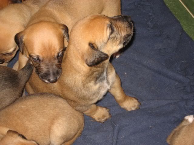 pups3weeksold024.jpg