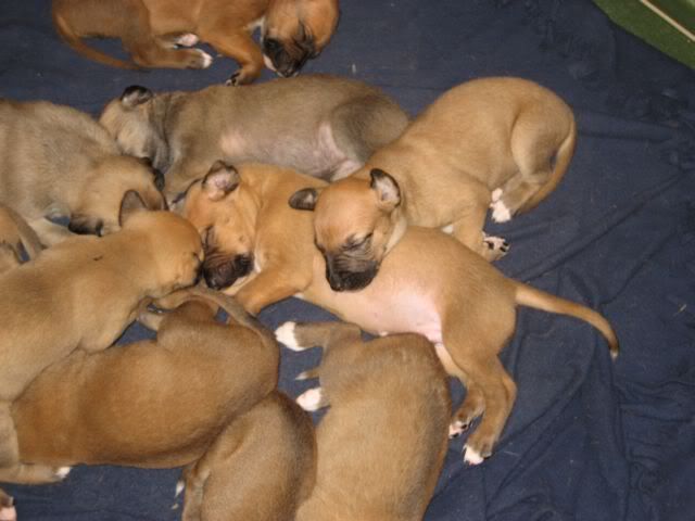 pups3weeksold029.jpg