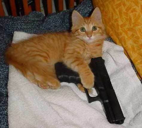 funny cats with guns pictures. cats with guns