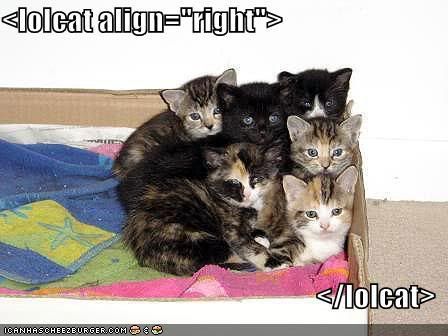 128261114448593750lolcatalignr.jpg