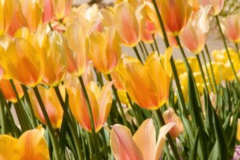 Photography Graphics