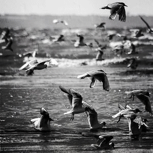 Photography Graphics