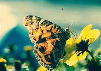 Photography Graphics