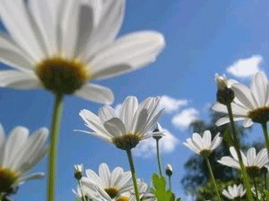 Photography Graphics