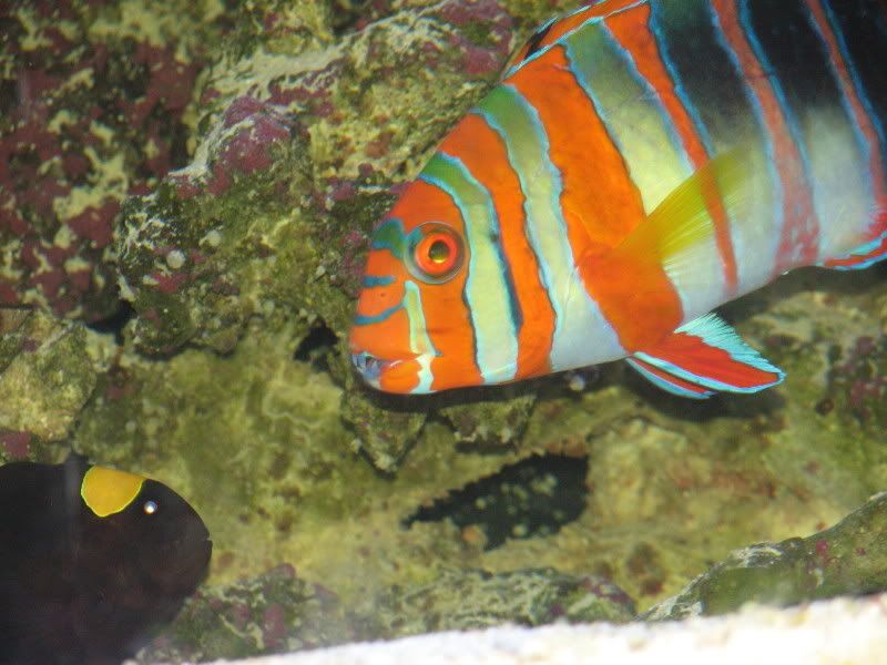 IMG 2764 - Lets See Your Wrasse!