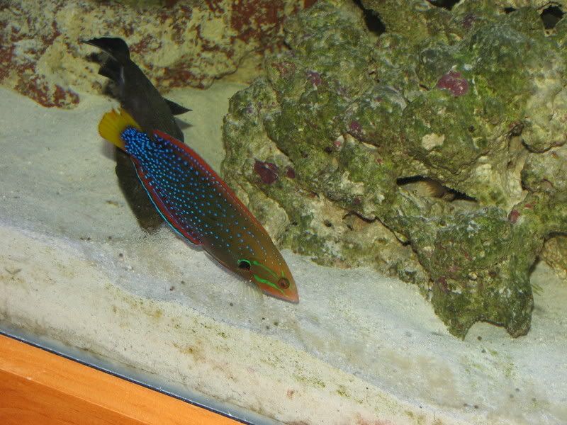 Picture877 - Lets See Your Wrasse!