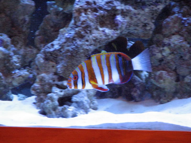 tusk - Lets See Your Wrasse!
