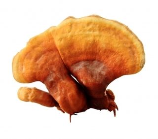 Red Mushroom