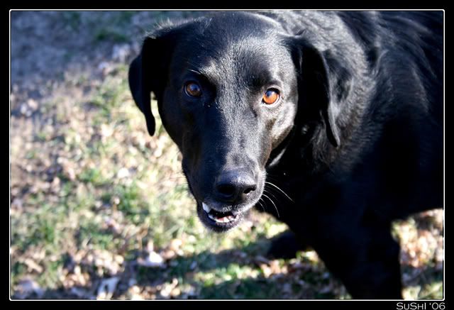 IMAGE: http://i63.photobucket.com/albums/h126/Bonzaisushi/Scuba.jpg