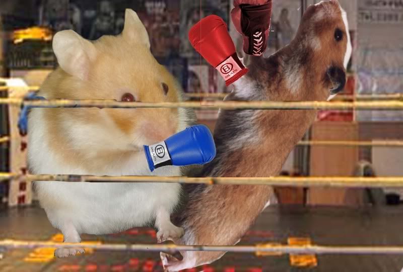 hamster boxing - autor: ivan everyday