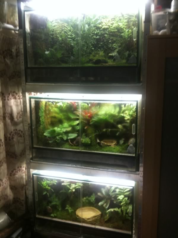 SE England Dart frog tanks Reptile Forums