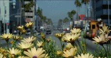 prettyflowers.gif Photography picture by Roostermoocow