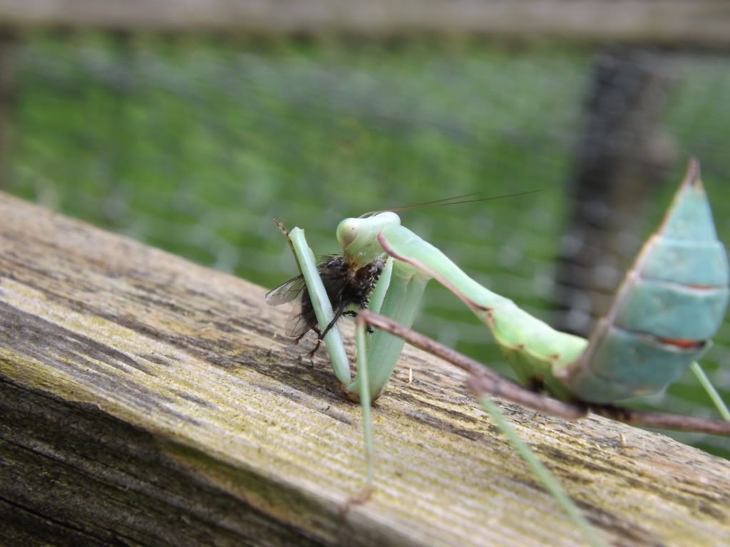 sphodromantis viridis