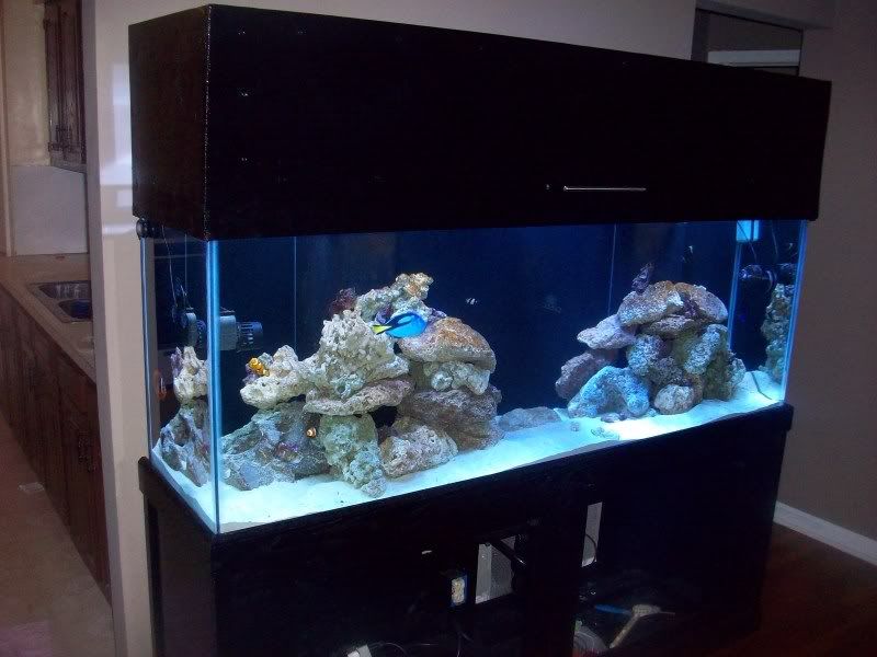 100 0423 - my first reef 150g and basement room