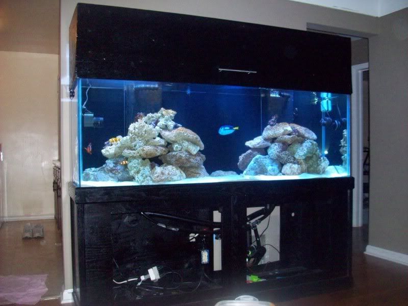 100 0424 - my first reef 150g and basement room