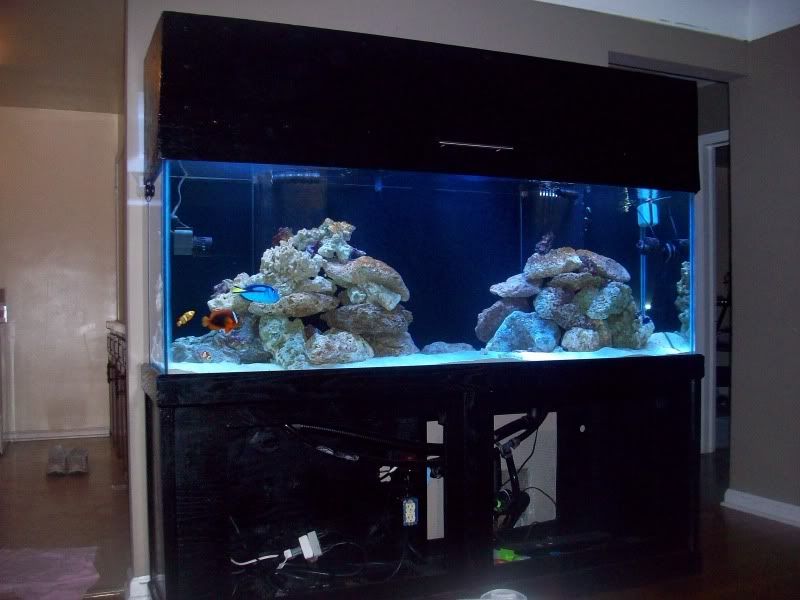 100 0425 - my first reef 150g and basement room
