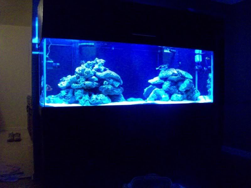 100 0427 - my first reef 150g and basement room