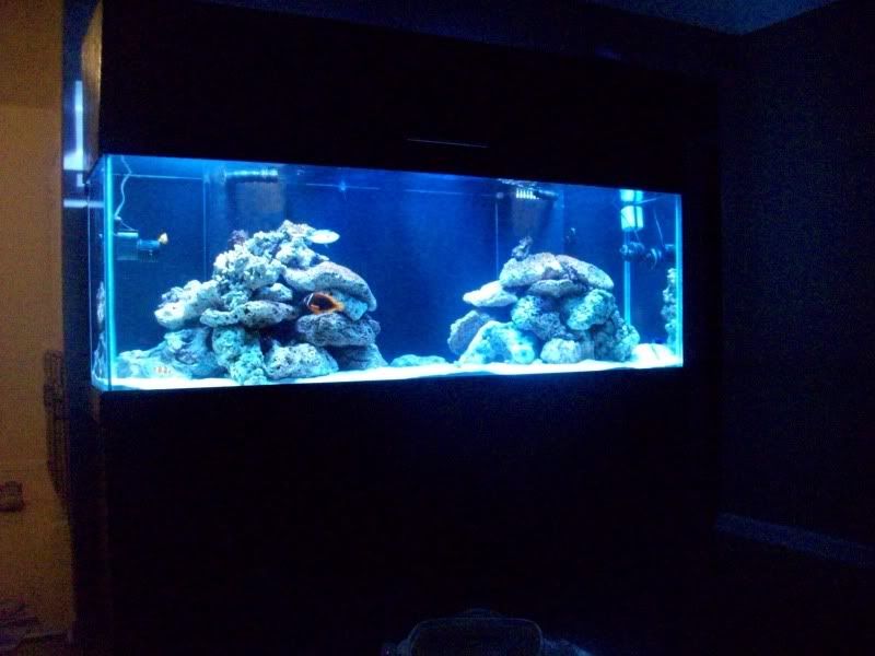100 0434 - my first reef 150g and basement room