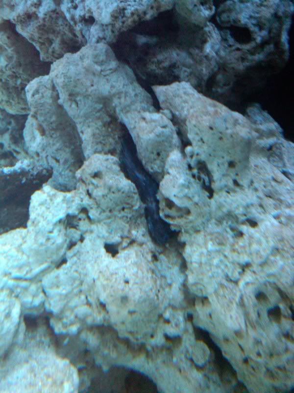 IMG00053 20091220 1841 - my first reef 150g and basement room