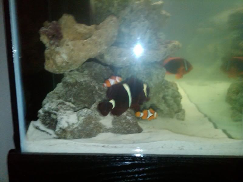 IMG00091 20091202 2016 - Reef Safe Fish - Live Chat 12/20 - 9 pm EST