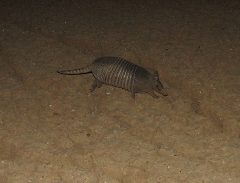 armadillo.jpg