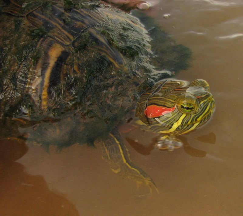redearedslider.jpg