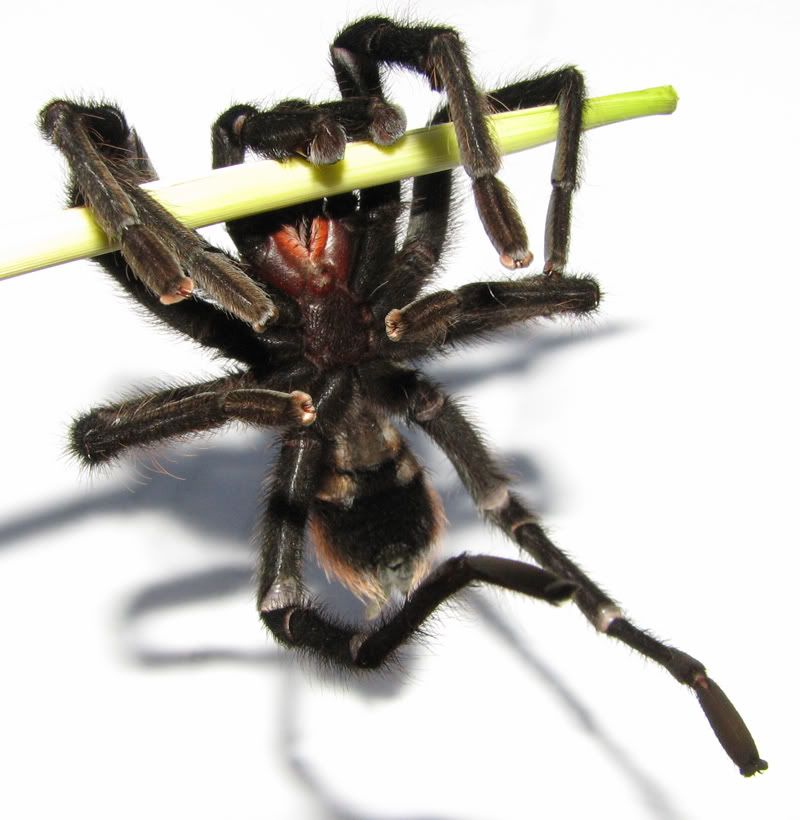 tarantulacropped2.jpg