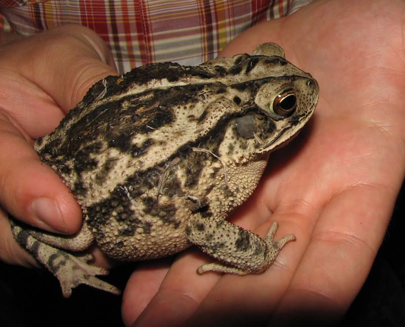 toad.jpg
