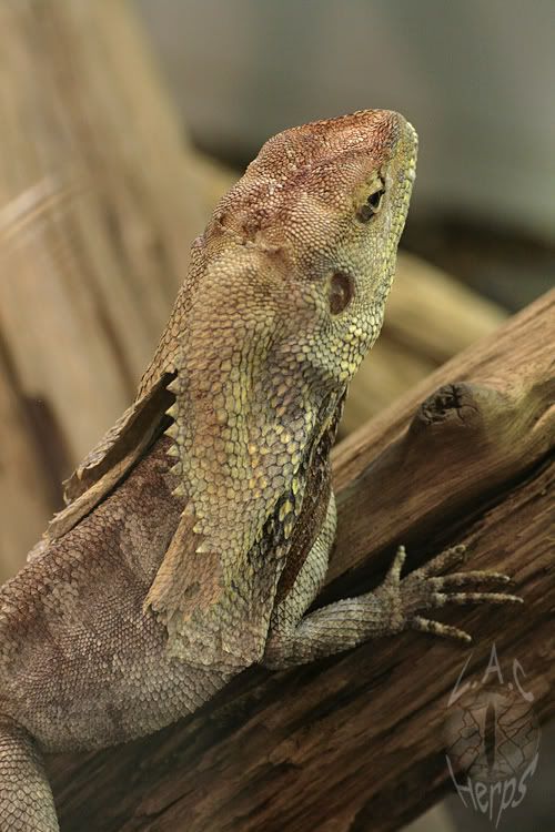 frilleddragon.jpg