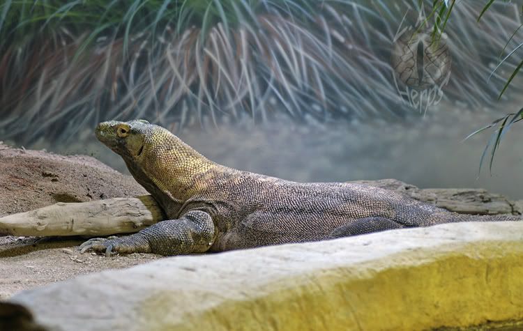 komododragoncopy.jpg