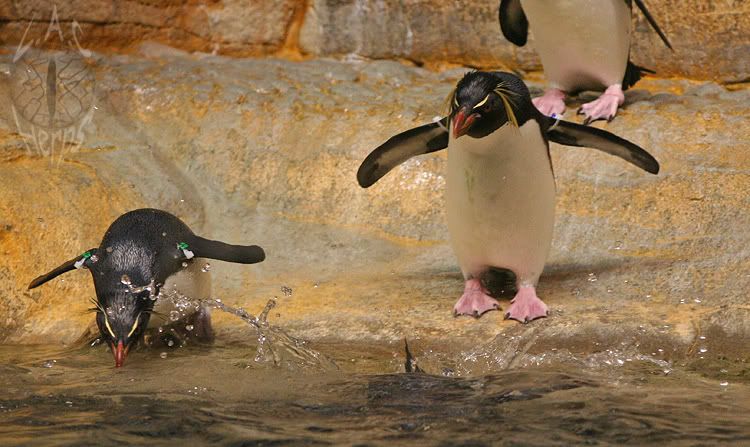 penguins.jpg