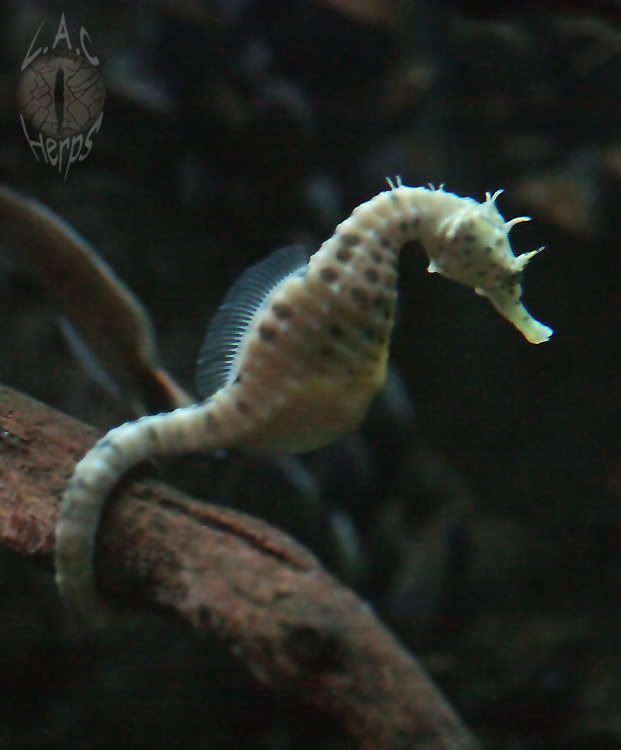 seahorse-1.jpg