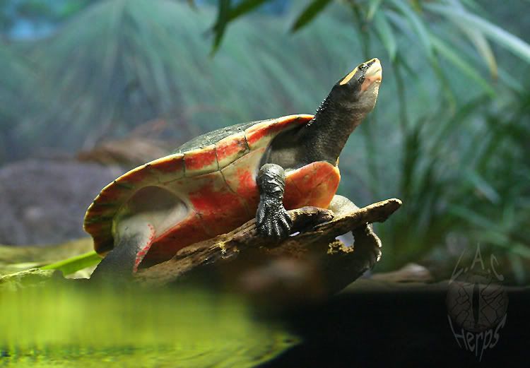 turtle.jpg