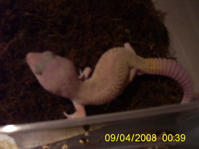 Entire Collection For Sale Ipswich, Suffolk Reptile Forums