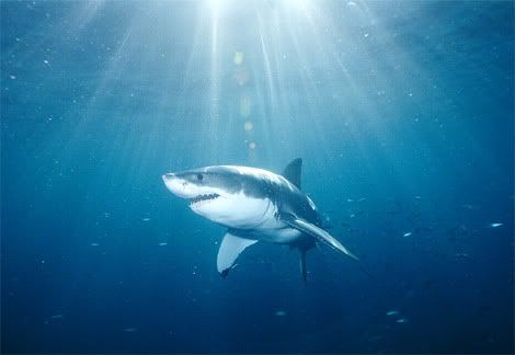shark Pictures, Images and Photos