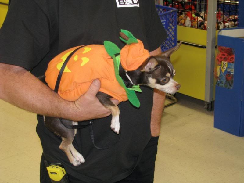 Chihuahua pumpkin