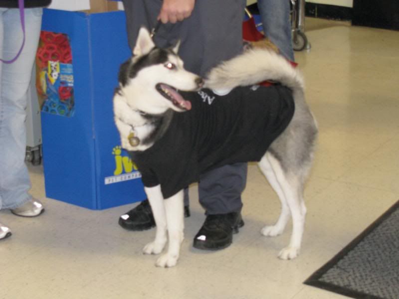 Siberian Husky in tshirt