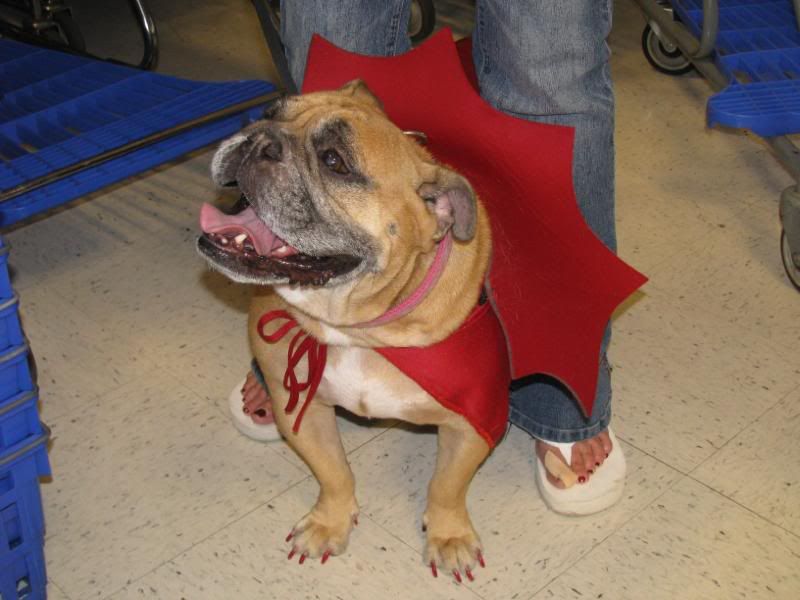 English Bulldog in Cape