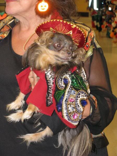 Matador Longhaired Chihuahua