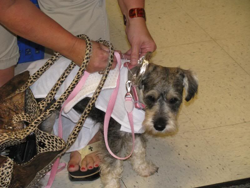 Mini Schnauzer Angel