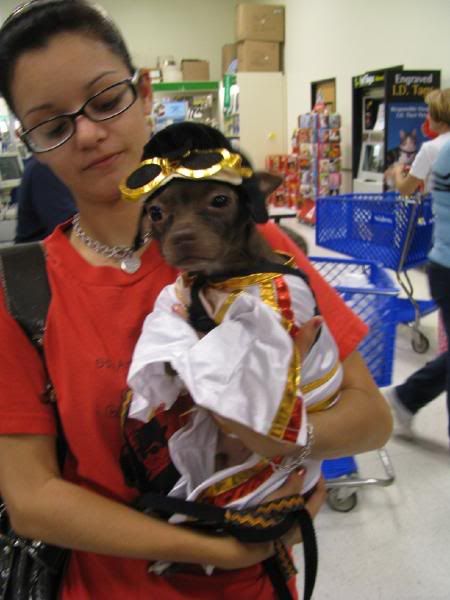 Chihuahua Elvis