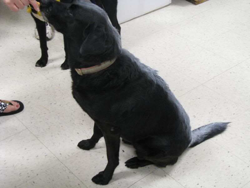 Black Lab Skunk