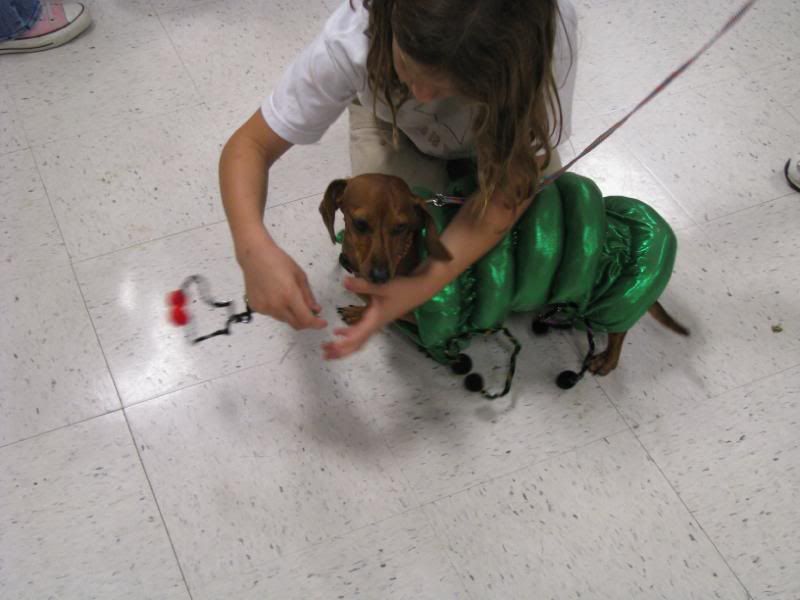 Dachshund Caterpillar