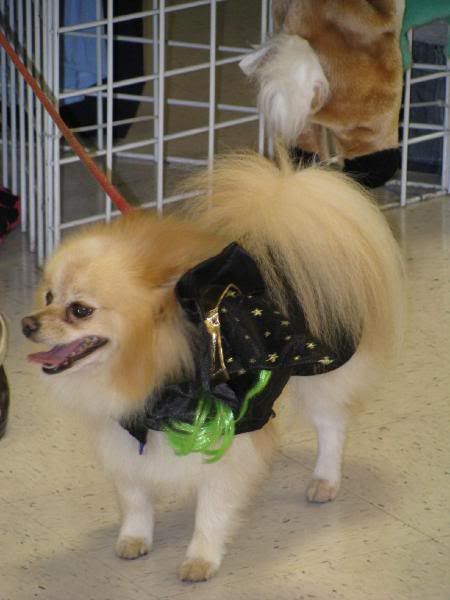 Witch Pomeranian