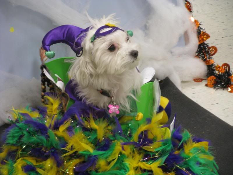 Mardi Gras Maltese