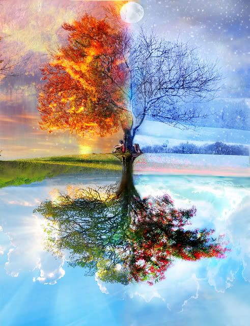 TreeInFourSeasons.jpg Tree In Four Seasons image by roxymusic_221