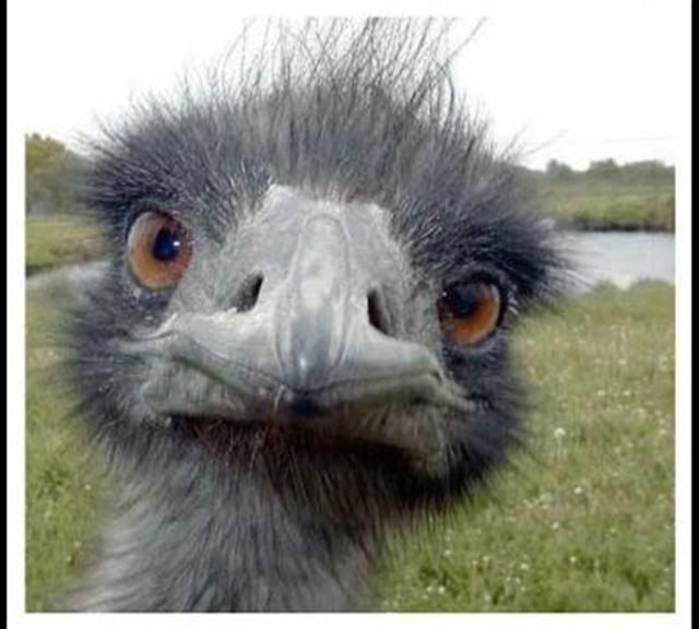 00-OstrichSmall.jpg