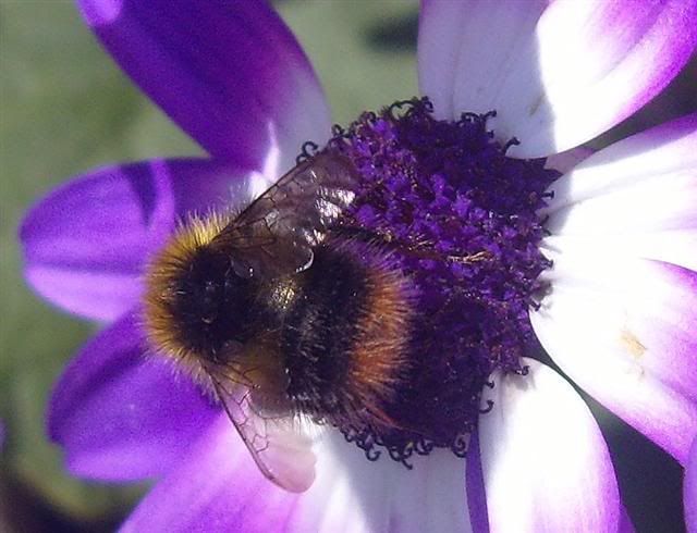 Bee-001aSmall.jpg